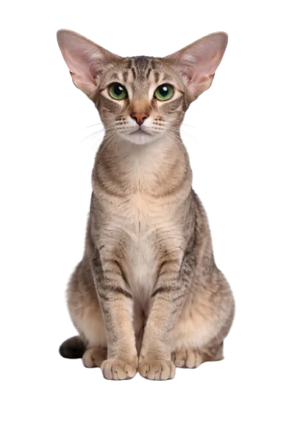 오리엔탈숏헤어